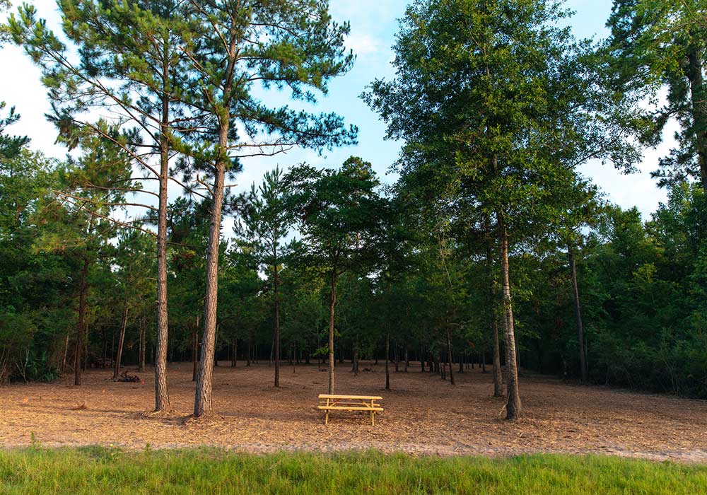 Bench in a quiet forest clearing with tall trees and open ground.